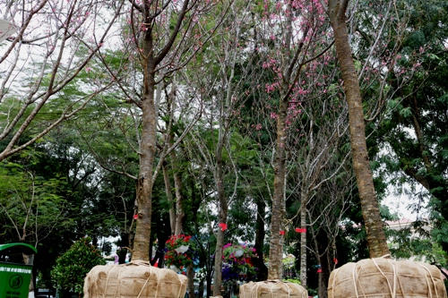 Hoa anh đào được vận chuyển theo đường biển từ Nhật Bản đến Hải Phòng. Ảnh: Giang Chinh