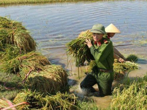 Lội nước cứu lúa giúp người nông dân.(Nguồn: Facebook).