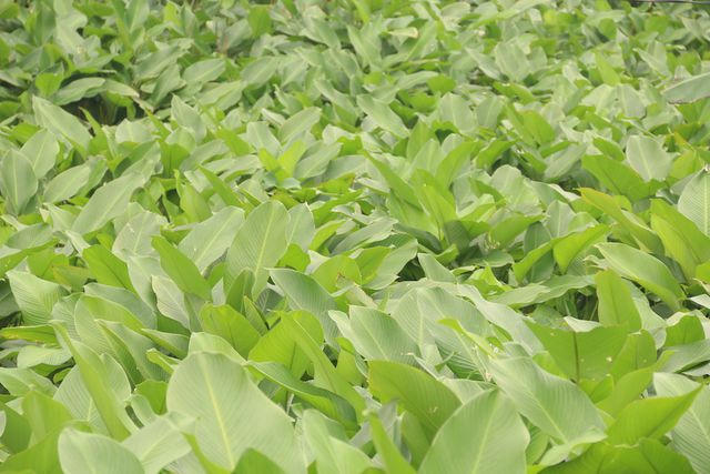Tràng Cát là làng lá dong lớn nhất Hà Nội. (Ảnh: Dân Trí)