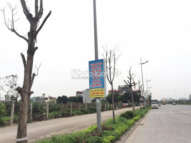 Cây chết hàng loạt trên đường Lý Sơn.