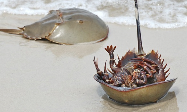 Khách đã ăn nhầm so biển vì nghĩ là sam biển nên bị đau bụng nhập viện.