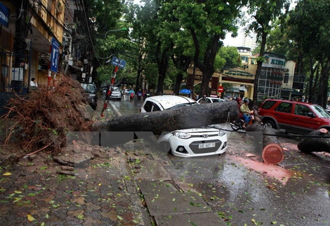 Cây đổ đè lên xe ôtô đang di chuyển tại phố Trần Thánh Tông, Hà Nội sáng 28/7 trong đợt mưa lớn do bão số 1 gây ra. (Ảnh: Quý Trung/TTXVN)
