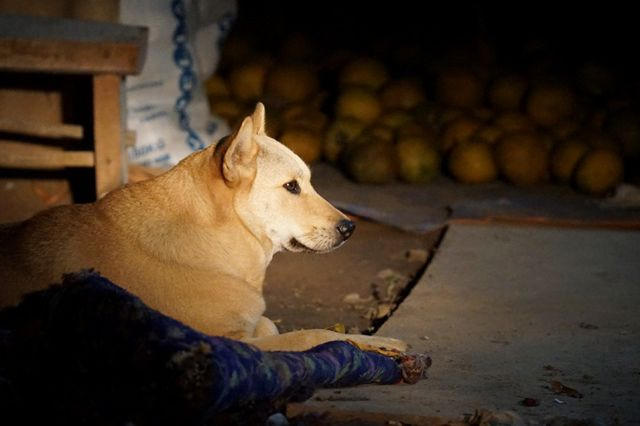 Bưởi Diễn vừa được giá, vừa dễ bán nên rất hay bị các đối tượng trộm cắp nhòm ngó.