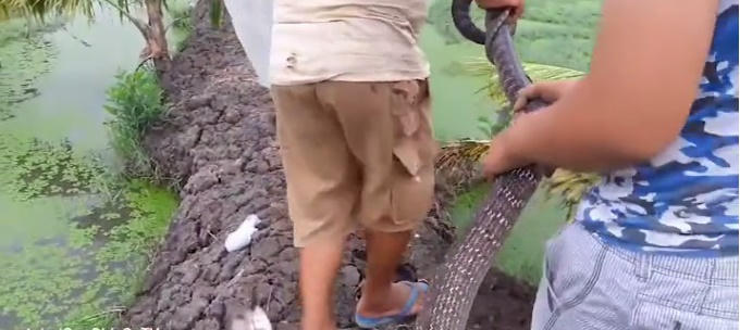 Con rắn dài 3 mét, nặng 4,5 kg. (Ảnh: cắt từ clip)
