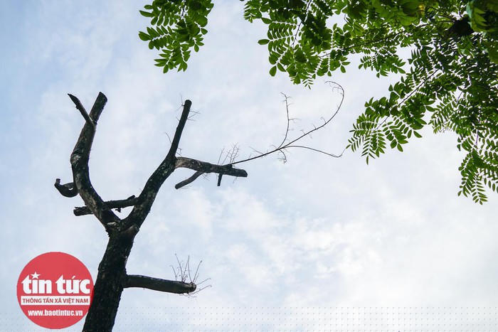 Trước đó, nhiều cây sưa đỏ tại đây đã héo rũ, rụng hết lá.