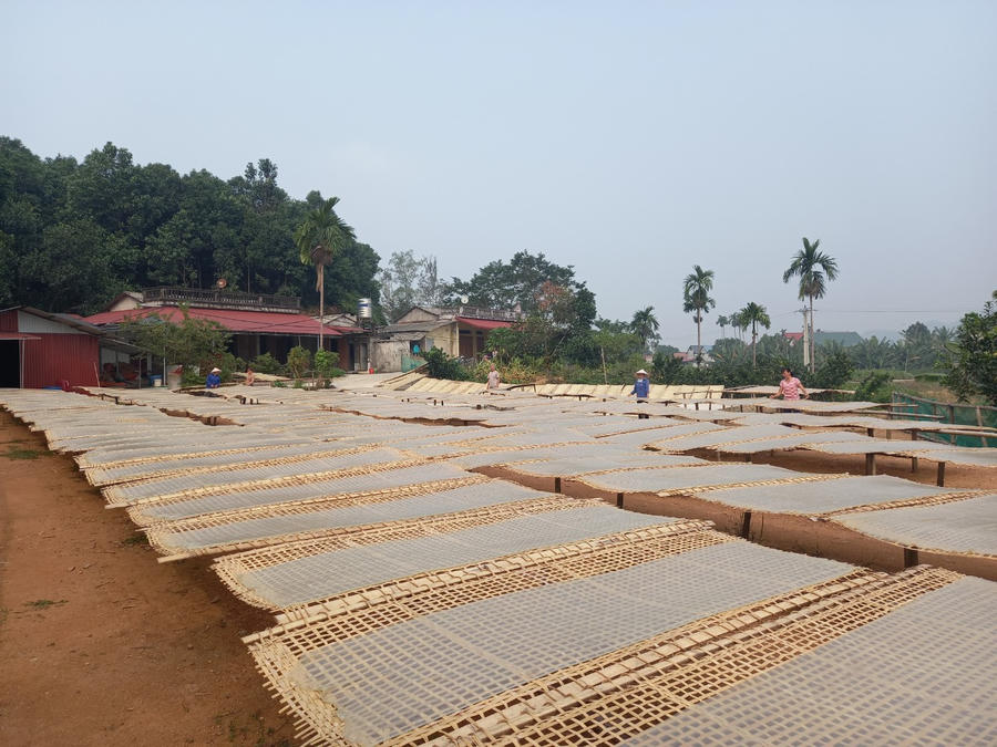 Nghề chế biến đao riềng đang phát triển mạnh mẽ ở xã Quy Mông.