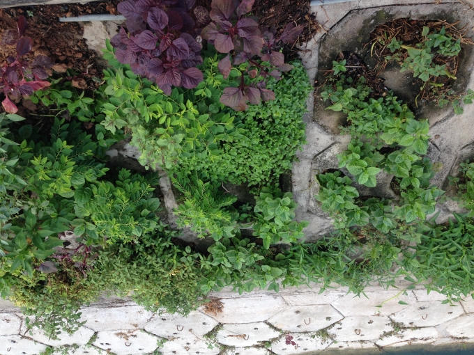 Đủ loại rau được trồng để có thể “đổi món” hàng ngày. 