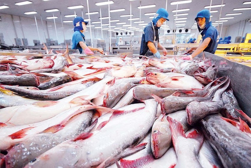 Việt Nam hướng tới mục tiêu tăng xuất khẩu cá tra nhờ thuế quan của Hoa Kỳ. (Ảnh minh hoạ cho bài viết).