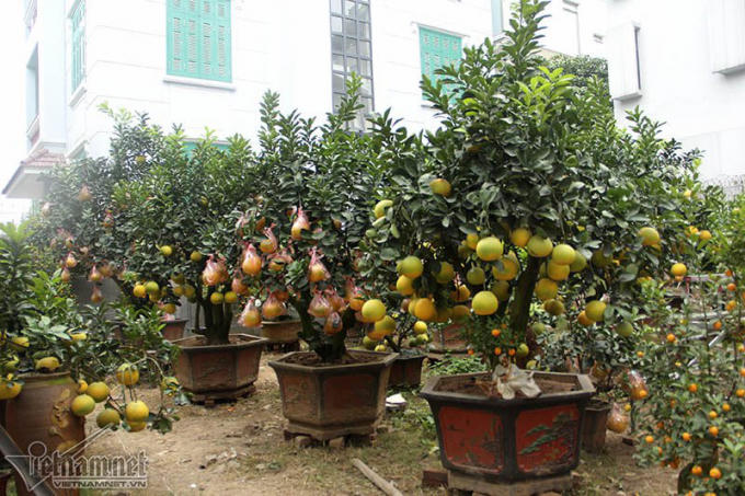 Trong số hơn 30 cây bưởi được bày bán, cây giá trị nhất được chủ vườn cho thuê giá 45 triệu đồng.