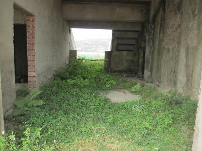 Cỏ mọc xanh um dưới nền nhà