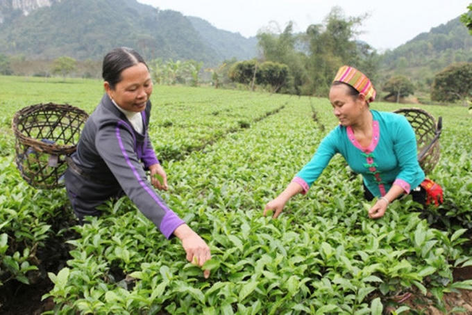 Nhờ tăng nguồn vốn vay sẽ là điều kiện tốt giúp những hộ gia đình sản xuất tại vùng khó khăn vươn lên thoát nghèo.