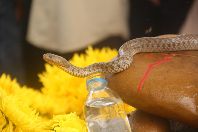 Con "rắn thần" đã được thả về tự nhiên.