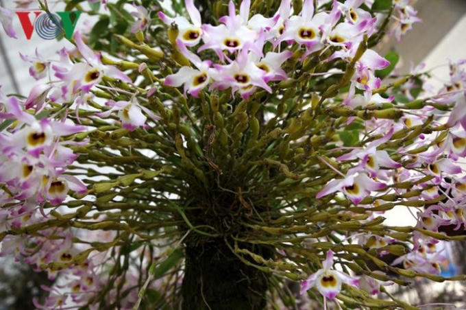 Rực rỡ hương sắc lan rừng Lai Châu