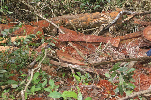 Hàng loạt bìa gỗ được phát hiện suốt đường đi.