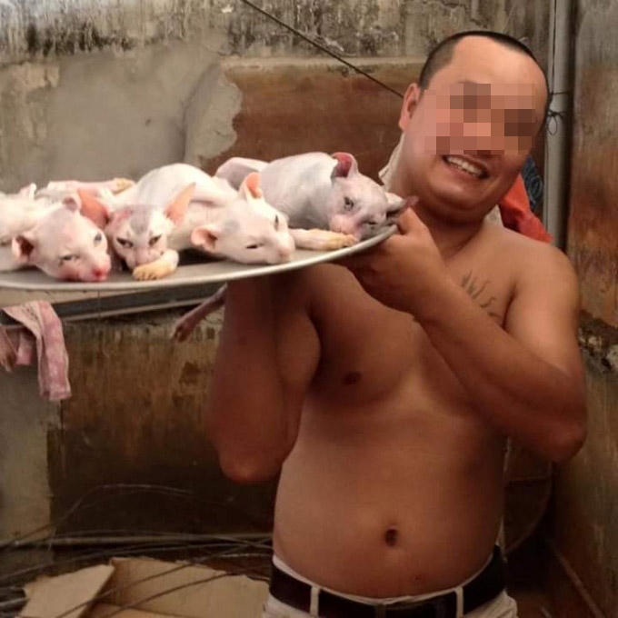 Hình ảnh thảm thương của các chú mèo khi nằm trên mâm.