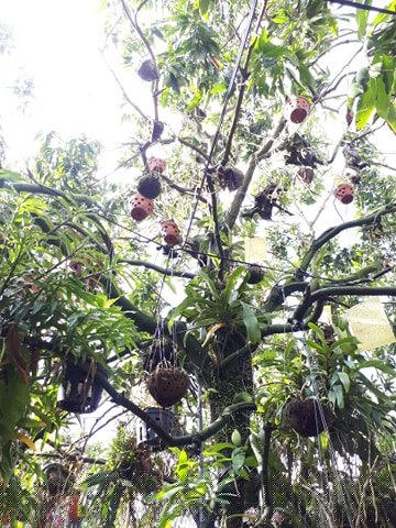 them nha treo toan hoa lan rung quy hiem cua trai 9x tinh dak nong hinh anh 8