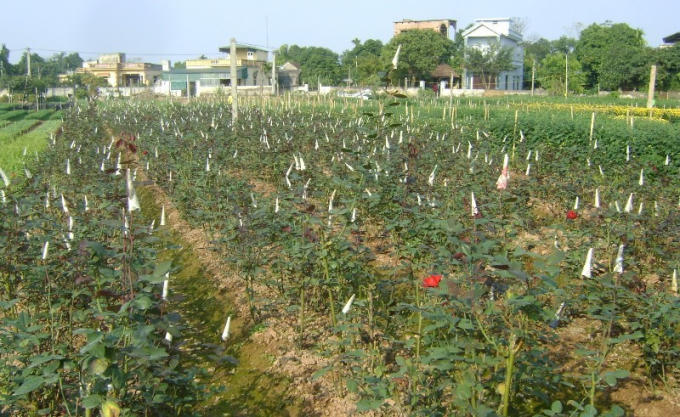 Những nụ hoa hồng đã được bọc kỹ lưỡng, chờ đón ngày thu hoạch.