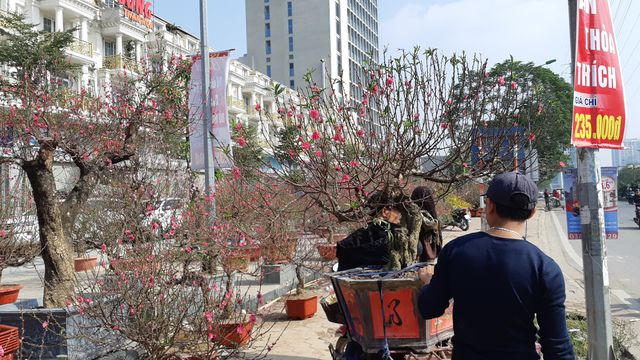 Trung bình, với lái xe máy chuyên chở mai, đào, quất mỗi chuyến tối thiểu khoảng 50.000 đồng, chuyến xa hơn có giá từ 100.000 đến 200.000 đồng. Với những khách chịu chơi khi mua cây cảnh đẹp, những người chuyên chở thường được cho thêm tiền. 