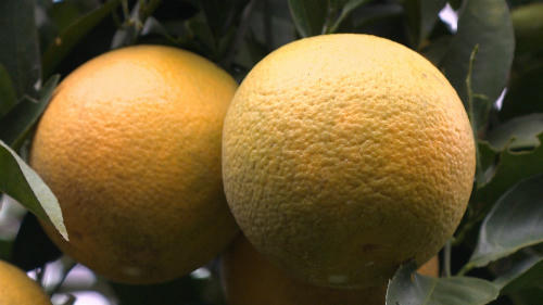 Giống cam cho quả tròn, vỏ không đều màu do một phần bị ẩn trong tán lá. Ảnh: Bizmedia.