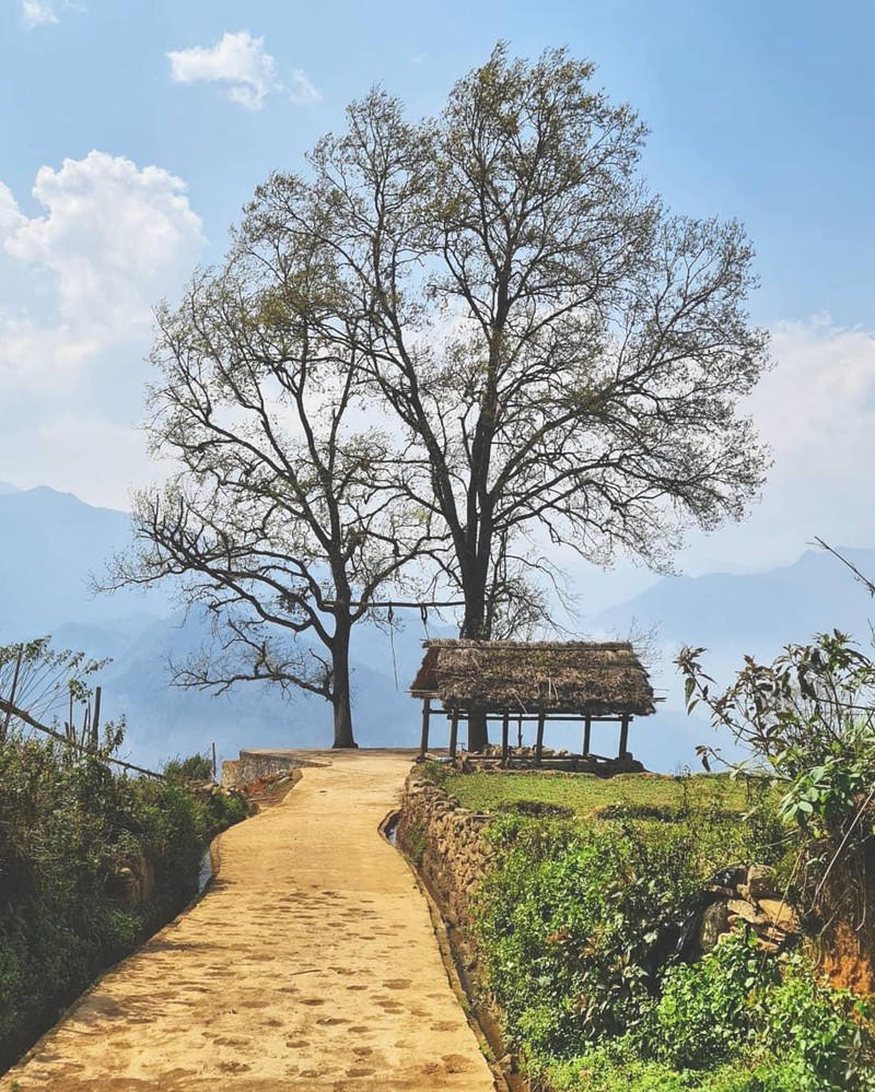 “Cây hoàng hôn” – một trong những điểm check in đẹp nhất Y Tý.