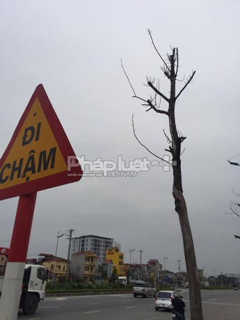 Hầu hết, những cây này đã chết từ 3-4 tháng.