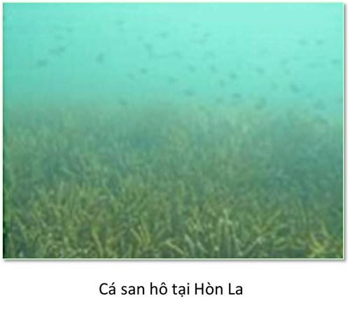 Đáy biển miền Trung ra sao sau sự cố môi trường?