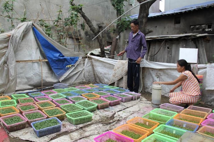 Những mảnh đời bất hạnh, họ đã cùng nhau gieo trồng và chăm sóc những giá rau mầm xanh tốt.