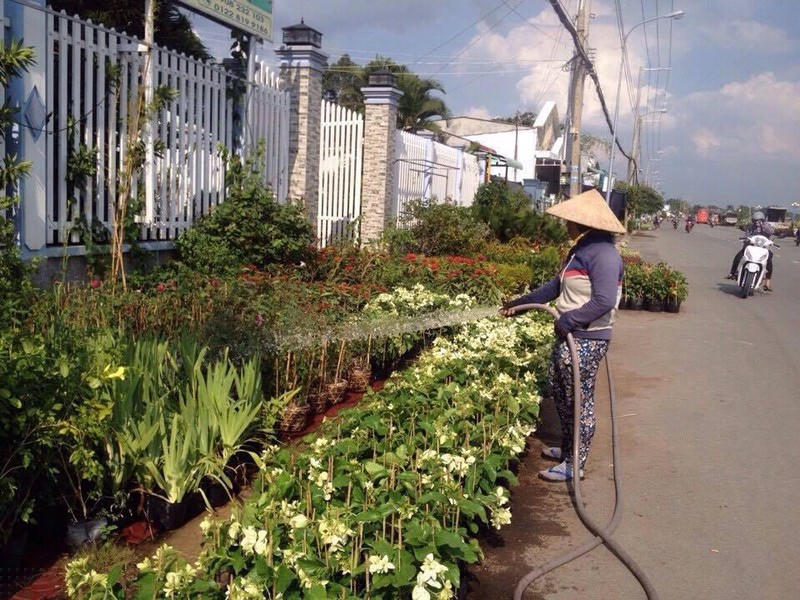 Cây kiểng được người dân làng hoa chăm tưới mỗi ngày.