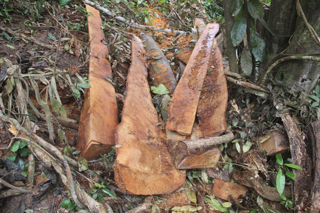 Phần ngoài cây gỗ mà lâm tặc bỏ lại.