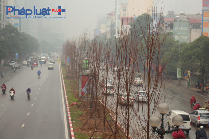 Loại cây này được kỳ vọng sẽ mang lại một diện mạo mới cho các tuyến phố của Thủ đô