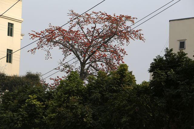 Cây gạo với chiều cao vượt trội.