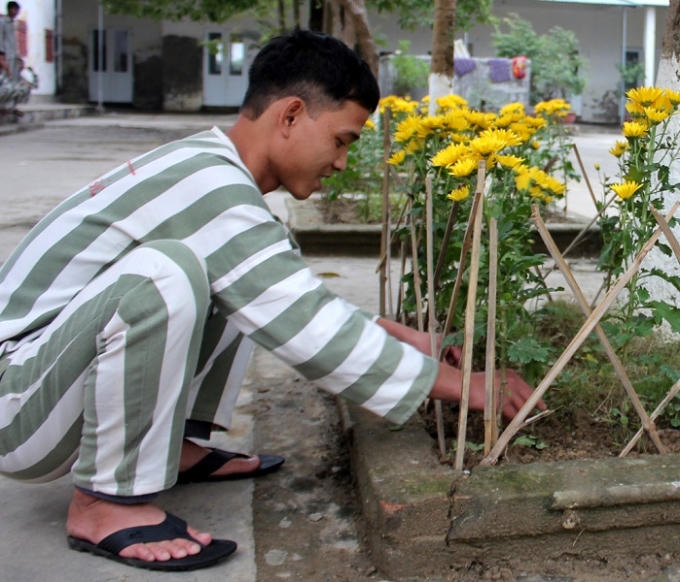 Chăm chút cho từng khóm hoa để đón Tết.