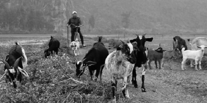 Từ việc chăn dê để mất, đẩy gia đình Hoạt vào bi kịch. (Hình minh họa)