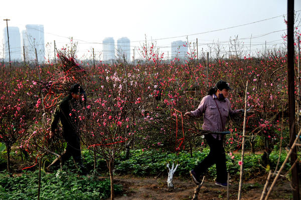 Người trồng đào Nhật Tân hối hả cắt đào cành sớm bán trước chính vụ.
