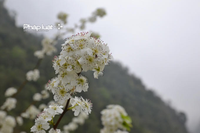 Mỗi loài hoa đều góp phần tô đẹp cho vùng đất du lịch cao nguyên đá, trong đó có cả hoa Lê.