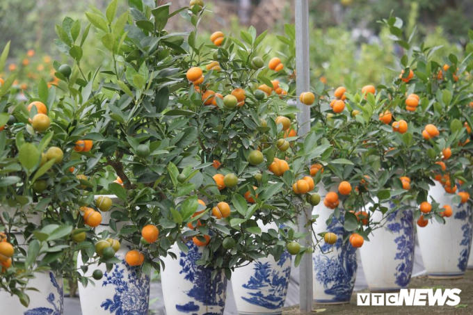 Những cây quất có quả hình hồ lô được trồng trong những chiếc bình và được bán ra thị trường với giá từ 300.000 đến 1 triệu đồng.