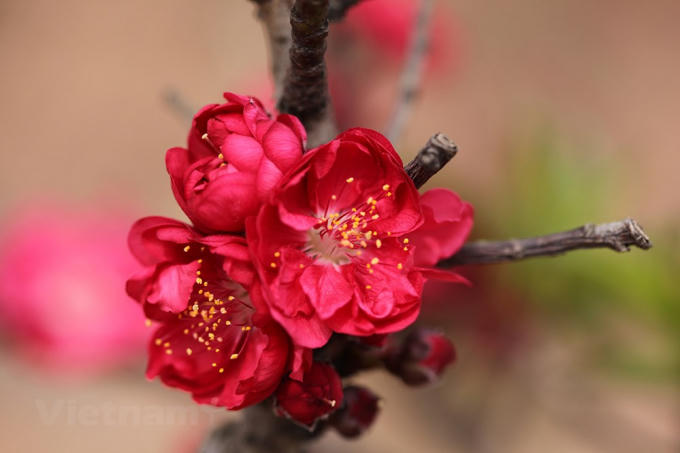 Loại này có màu đỏ, hoa thắm, lộc lá nhiều, thân sù sì.(Ảnh: Tố Linh/Vietnam+)