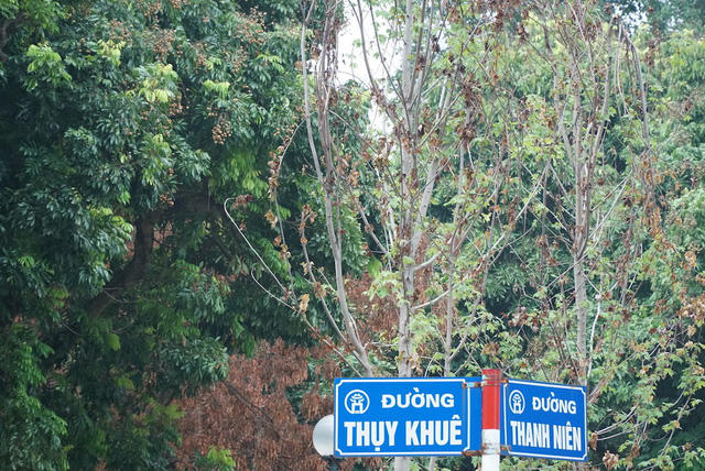 Rất nhiều cây phong lá đỏ héo rũ tại góc đường Thụy Khuê - Thanh Niên. Nhiều người dân khu vực xác nhận, dấu hiệu cây phong lá đỏ héo hon đã xuất hiện từ trước đợt nắng nóng kéo dài...