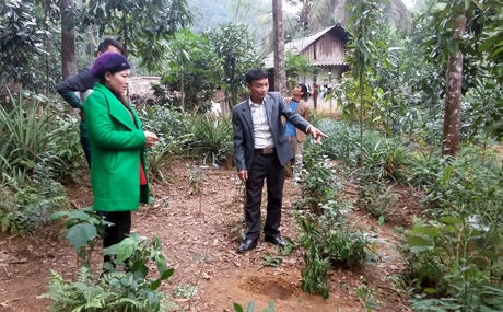Vườn nhà bà Trần Thị Lợi ở thôn 1, xã Tân Đồng, huyện Trấn Yên (Yên Bái), nơi có vật thể lạ rơi xuống.