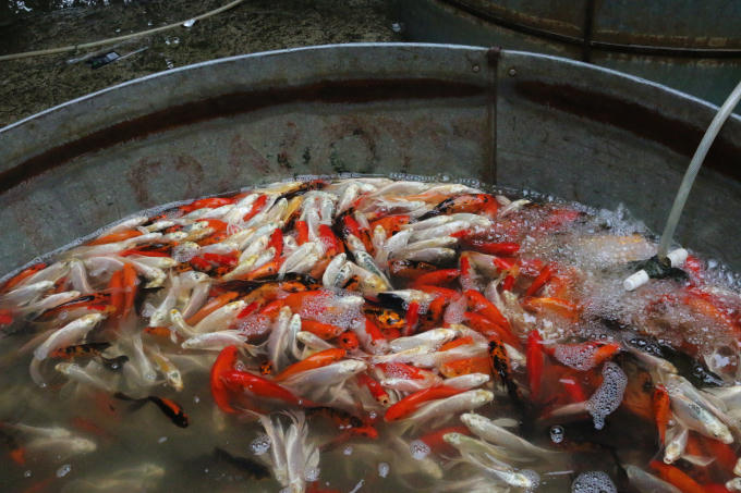 Cá chép Tam Dương (có nguồn gốc ở huyện Tam Dương, Vĩnh Phúc) khá được nhiều người chọn mua vì có màu sắc bắt mắt. Giá của loại cá này cũng nhỉnh hơn so với loại cá chép đỏ thông thường khoảng 70-90 nghìn đồng/kg.