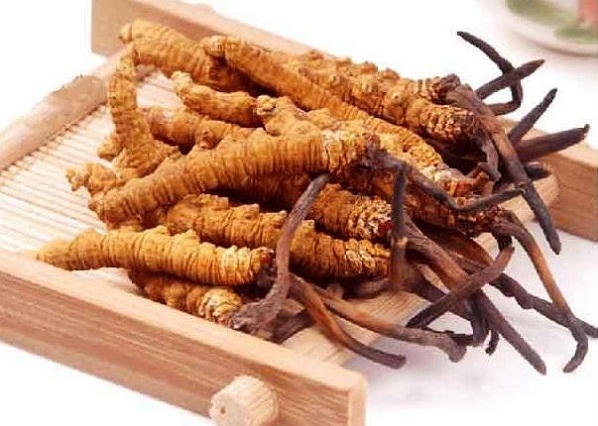 Đông trùng hạ thảo có thể giúp tăng lượng bạch cầu và tiểu cầu, nhanh chóng cải thiện các triệu chứng buồn nôn, chán ăn, rụng tóc, mất ngủ...