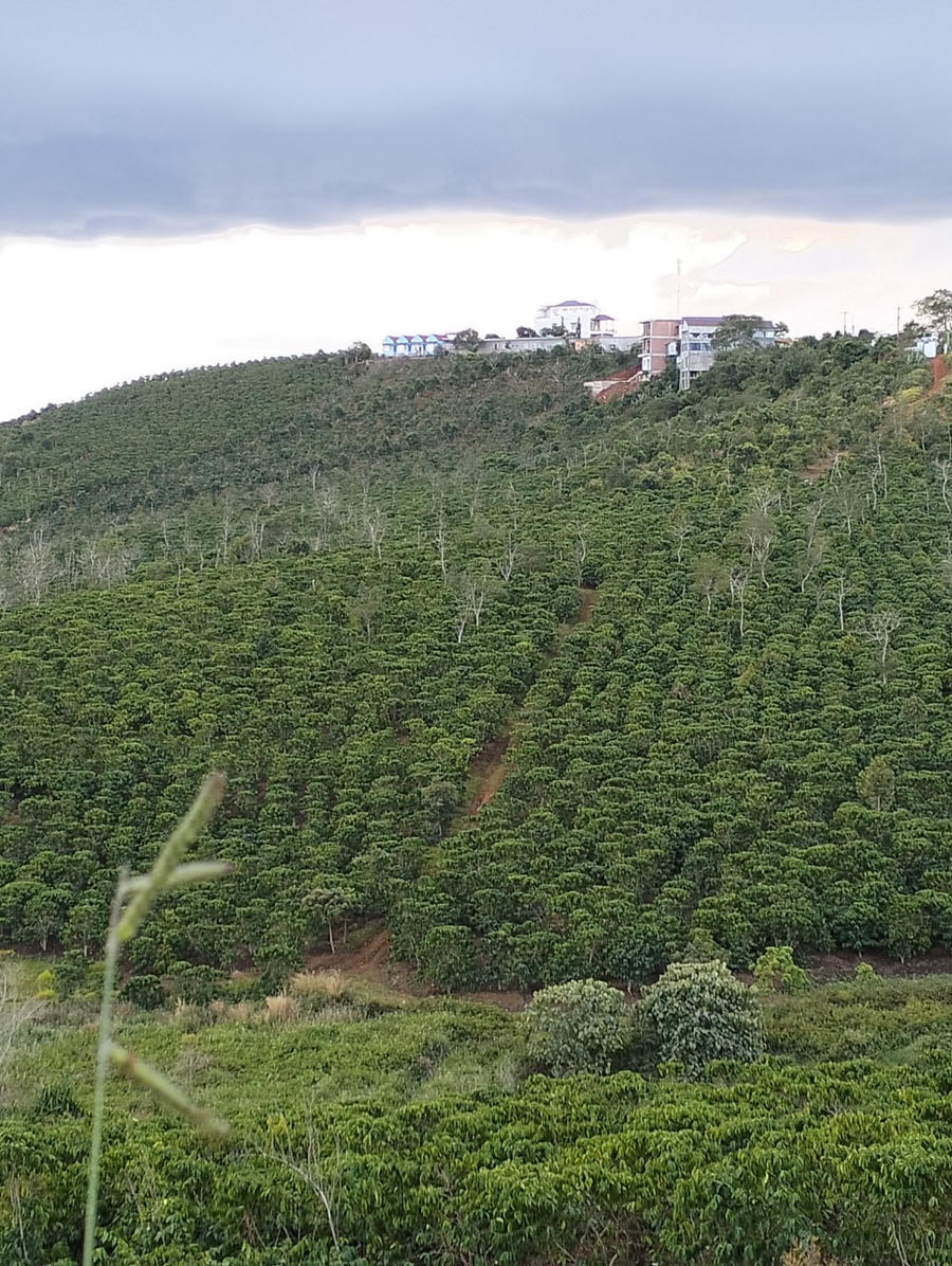 Vườn cà phê nơi được cho là xảy ra tranh chấp.