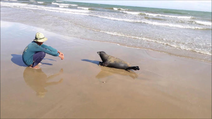 Quyết t&acirc;m t&igrave;m bằng được kẻ đ&aacute;nh chết hải cẩu để rửa tiếng xấu cho thị trấn