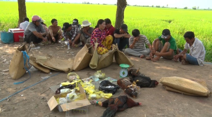 Các đối tượng đang say sưa sát phạt thì bị lực lượng CSHS ập vào bắt quả tang.