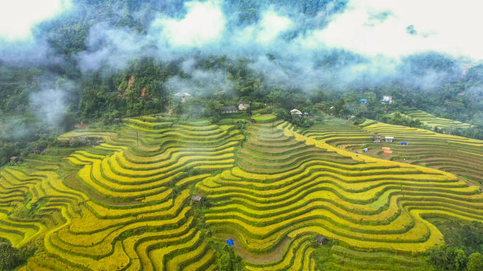 Mùa vàng ở xã Thông Nguyên, huyện Hoàng Su Phì.