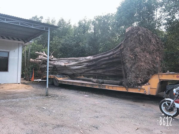 Cây "khủng" cùng phương tiện vận chuyển vẫn đang bị lưu giữ tại cơ quan công an huyện Phú Lộc để tiếp tục xử lý theo quy định.