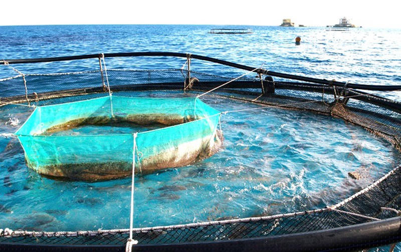 Bộ đội nuôi cá lồng ở đảo Đá Tây A.