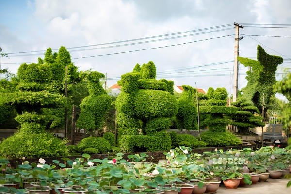 Làng nghề hoa cây cảnh tại phường Vị Khê (Ninh Bình).