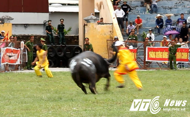 Trước khi húc chủ nhân, "ông trâu điên" đã đuổi húc chủ trâu đối phương, tuy nhiên người này đã chạy thoát. (Ảnh: Minh Khang)