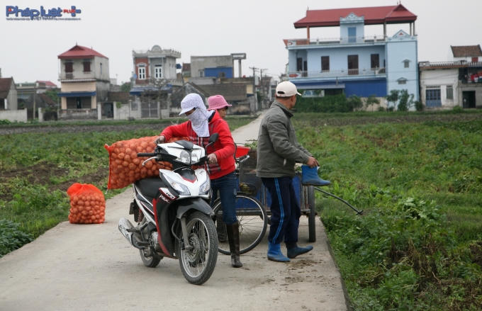 Khoai được g&oacute;i gọn v&agrave;o từng t&uacute;i v&agrave; tập kết b&ecirc;n lề đường.&nbsp;(Ảnh: Minh Trang).